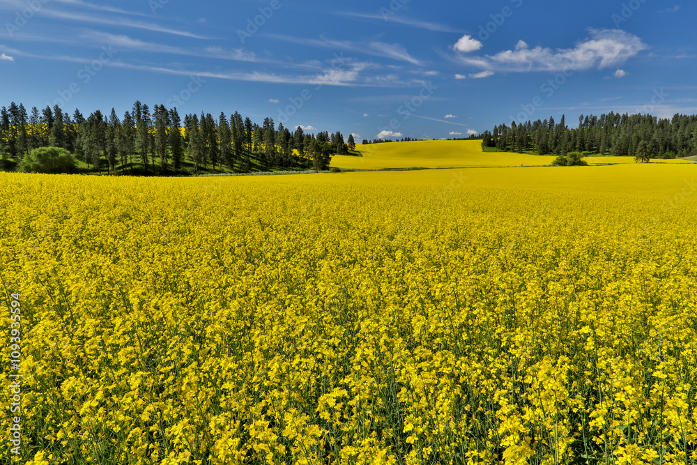 Canola fields with pine trees near Kamak Butte, Eastern Washington Canola fields with pine trees near Kamak Butte, Eastern Washington