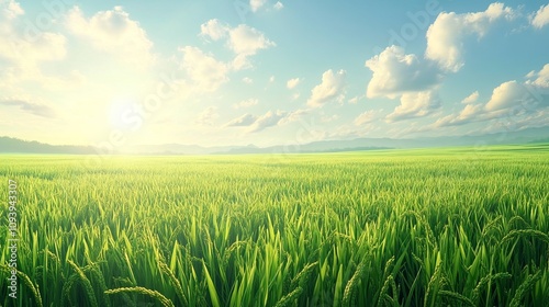 A lush rice paddy field with neat, under a bright, sunny sky, green rows stretching into the horizon.