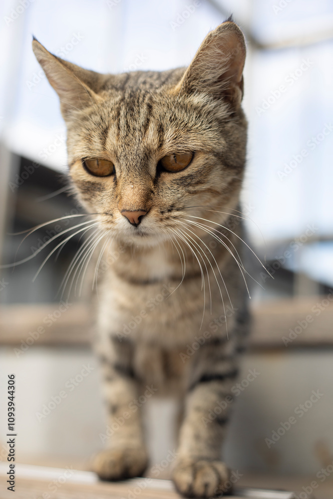 Portrait of a cat. Homeless animal. Pet on the street. Portrait of a cat. Homeless animal. Pet on the street.