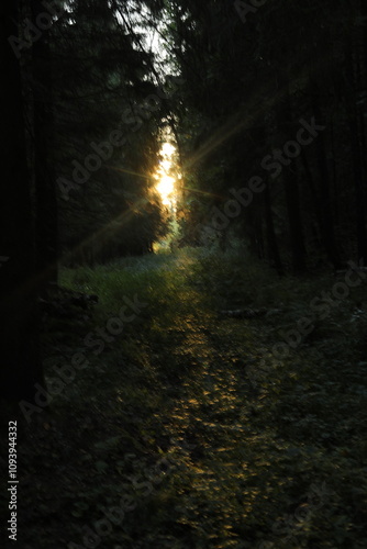 A gap in the forest. Light through the spruce trees.