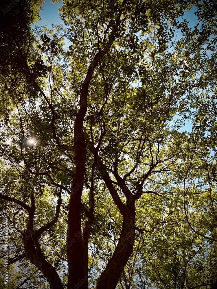 Fototapeta premium 公園の木漏れ日、晴れた日に