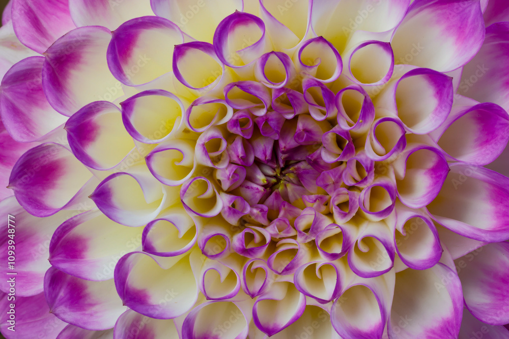 USA, Washington State, Sammamish. Dahlia flower close-up showing the circular petal pattern USA, Washington State, Sammamish. Dahlia flower close-up showing the circular petal pattern