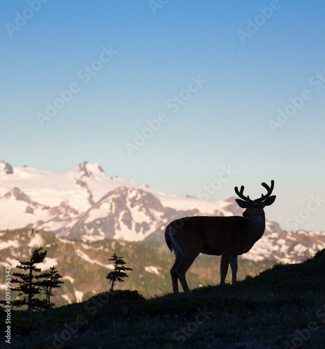 USA, Washington State. Olympic National Park. Silhouetted Black-tailed buck in velvet with Mt. Olympus in background. photo