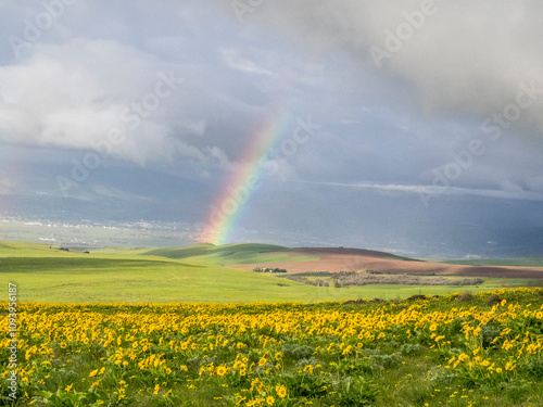 USA, Washington State, Dalles Mountain State Park springtime blooming Lupine and Arrow-leaf Balsamroot with backdrop of a rainbow