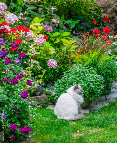 USA, Washington State, Sammamish, Northwest garden in full bloom with Rag Doll Cat