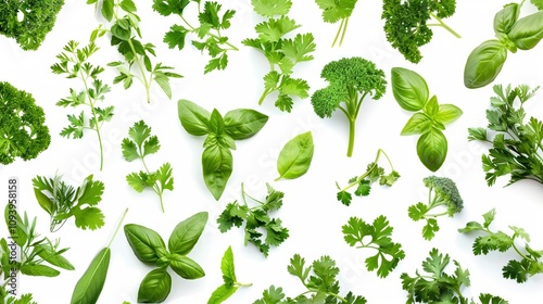 A dynamic array of aromatic herbs including basil parsley