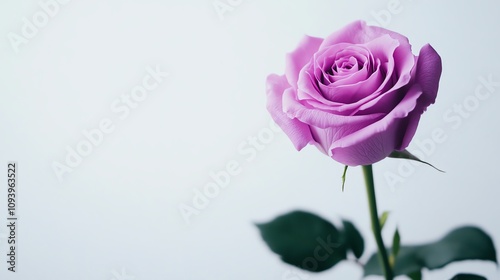 Purple rose with leaves against white isolate background.