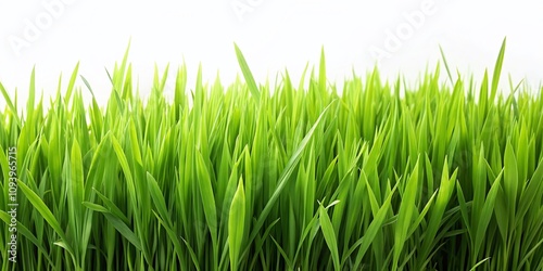 Portrait Photography of a Lush Field of Grass Isolated on a White Background, Perfect for Nature and Landscape Themes, Showcasing the Beauty of Greenery and Natural Textures