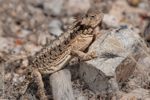 horned toad lizard on a rock