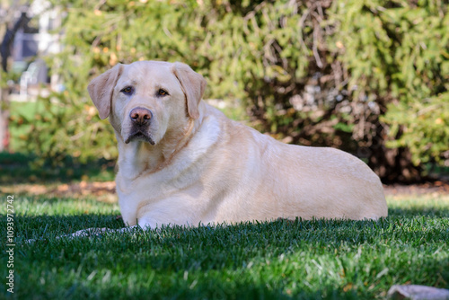 Yellow Lab