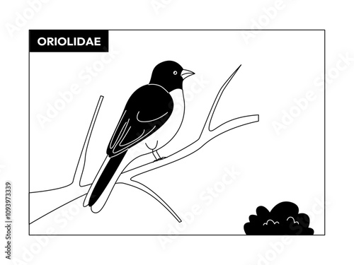 Oriolidae bird. Birds illustrations. Flat vector illustrations.