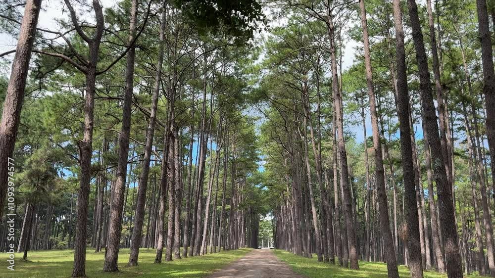View of pine trees in forest in sunshine. View of pine trees in forest in sunshine.