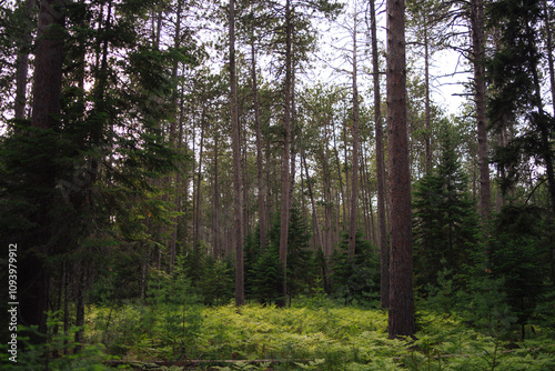 trees in the forest