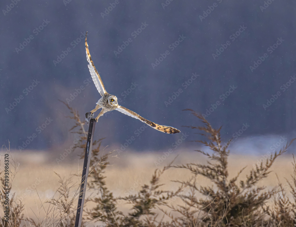 Short-Eared Owl With A Vole In Talons Short-Eared Owl With A Vole In Talons