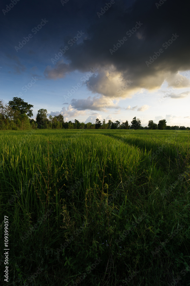 Green rice fields filled paddy fields showing nearly mature rice, with blue skies