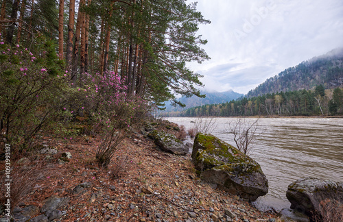 Rhododendron dauricum bushes with flowers near altai river Katun in the morning light photo