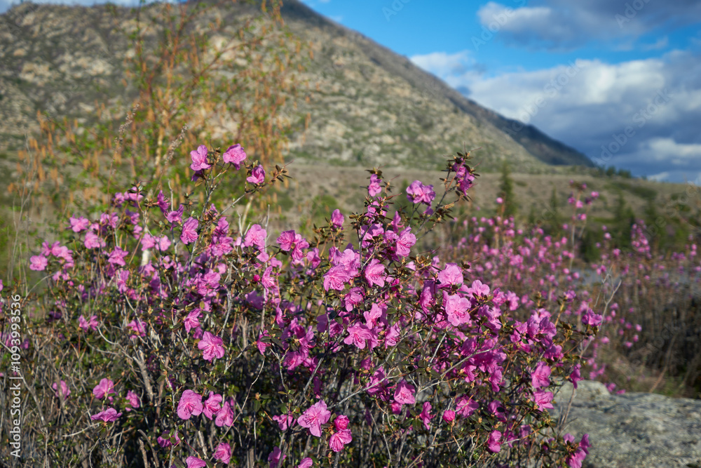 Rhododendron dauricum flowers. On background are Altai mountains and blue sky. with clouds Rhododendron dauricum flowers. On background are Altai mountains and blue sky. with clouds