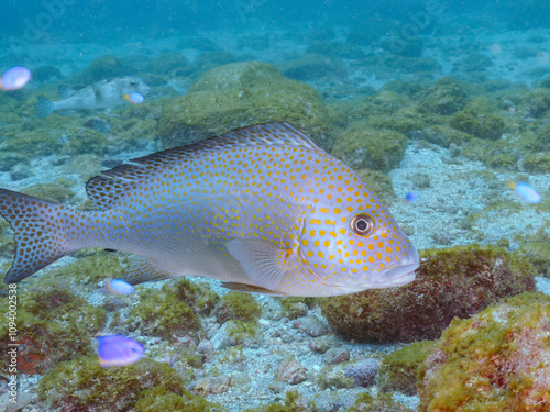 大きく美しいコロダイ（イサキ科）。 英名学名：Painted Sweetlips (Diagramma pictum) 静岡県伊豆半島賀茂郡南伊豆町中木ヒリゾ浜2024年 