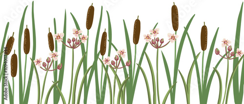 seamless pattern with lesser bulrush and flowering rush, narrowleaf cattail, reedmace, vector drawing wild plants at white background,floral border, hand drawn botanical illustration