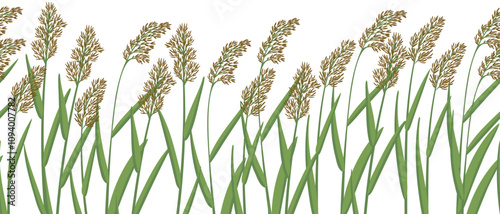 seamless pattern with reed, vector drawing wild plants at white background, floral border, hand drawn botanical illustration