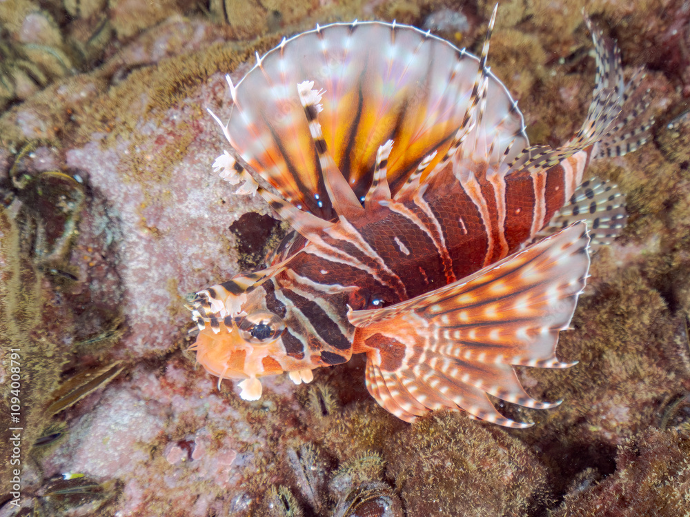 広げた羽根が美しいキリンミノ(フサカサゴ科)の幼魚。
英名学名:Zebra turkeyfish (Dendrochirus zebra)
静岡県伊豆半島賀茂郡南伊豆町中木ヒリゾ浜2024年
広げた羽根が美しいキリンミノ(フサカサゴ科)の幼魚。
英名学名:Zebra turkeyfish (Dendrochirus zebra)
静岡県伊豆半島賀茂郡南伊豆町中木ヒリゾ浜2024年