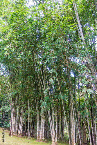 beautiful tall trees inside a nature park in Davao City Philippines. This  is in Eden Nature Park