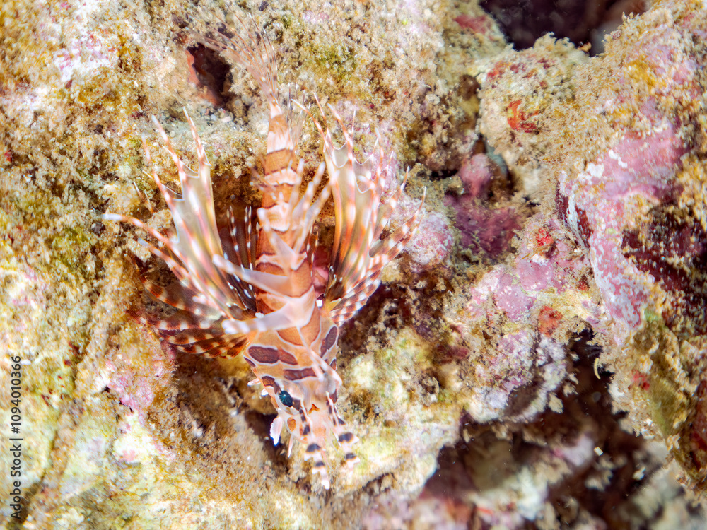 広げた羽根が美しいキリンミノ(フサカサゴ科)の幼魚。
英名学名:Zebra turkeyfish (Dendrochirus zebra)
静岡県伊豆半島賀茂郡南伊豆町中木ヒリゾ浜2024年
広げた羽根が美しいキリンミノ(フサカサゴ科)の幼魚。
英名学名:Zebra turkeyfish (Dendrochirus zebra)
静岡県伊豆半島賀茂郡南伊豆町中木ヒリゾ浜2024年