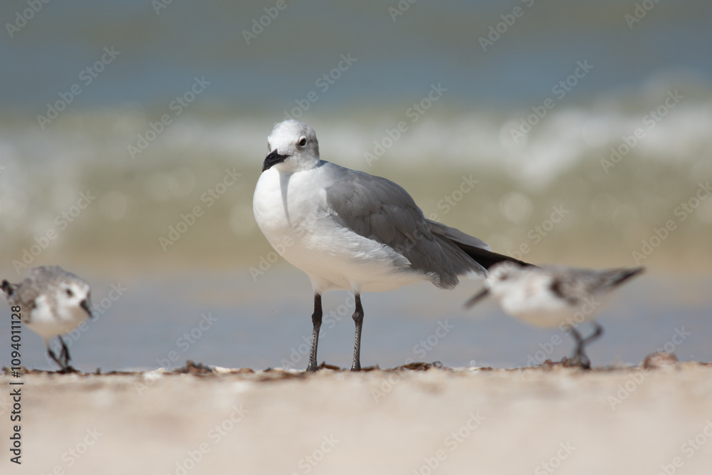 Seagull standing on the sand of Progreso beach Seagull standing on the sand of Progreso beach