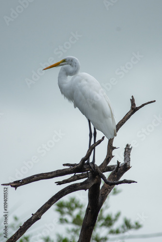 Great egret perched on a branch