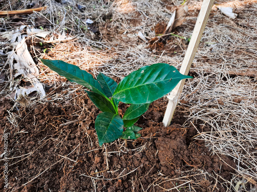 Coffea canephora planted in garden.  photo