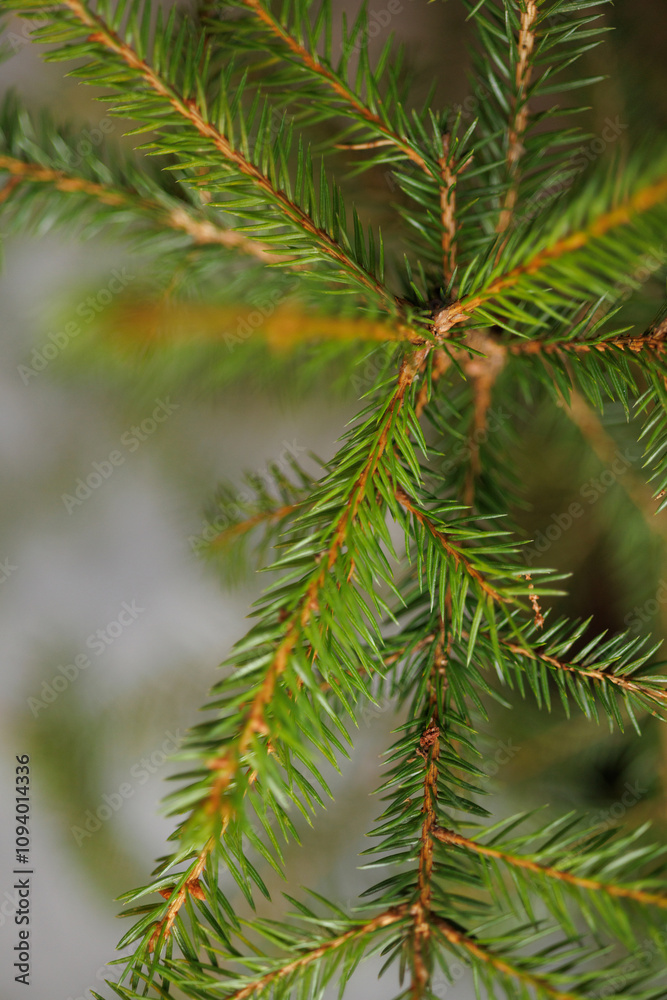 A close up of a green tree branch with brown tips. The branch is full of green leaves and has a natural, organic feel to it A close up of a green tree branch with brown tips. The branch is full of green leaves and has a natural, organic feel to it