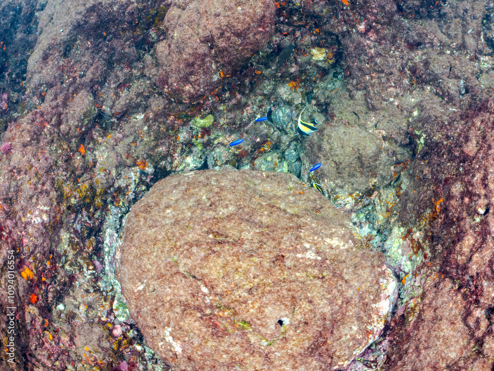 美しいツノダシ(ツノダシ科)とソラスズメダイ(スズメダイ科)他の群れ。
英名学名:Moorish Idol (Zanclus cornutus)
Heavenly Damselfish (Pomacentrus coelestis)
静岡県伊豆半島賀茂郡南伊豆町中木ヒリゾ浜2024年
美しいツノダシ(ツノダシ科)とソラスズメダイ(スズメダイ科)他の群れ。
英名学名:Moorish Idol (Zanclus cornutus)
Heavenly Damselfish (Pomacentrus coelestis)
静岡県伊豆半島賀茂郡南伊豆町中木ヒリゾ浜2024年