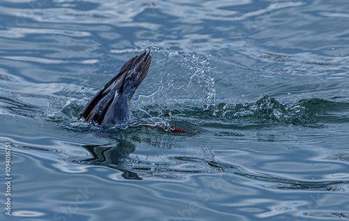 Diving Red-Breasted Merganser And Water Drops photo