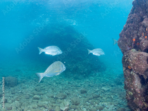 美しく大きなクロダイ（タイ科）の群れ他。 英名学名：Black Sea Bream (Acanthopagrus schlegelii) 静岡県伊豆半島賀茂郡南伊豆町中木ヒリゾ浜2024年 