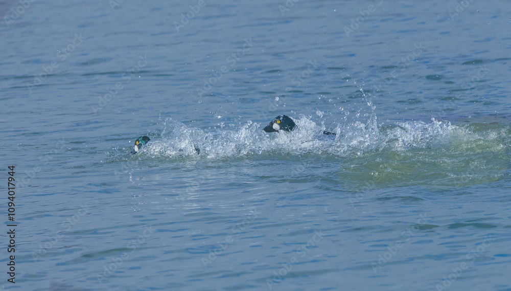 Fototapeta premium Male Goldeneye Chasing Another Goldeneye