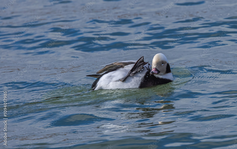 Long-Tailed Duck In Lake Ontario