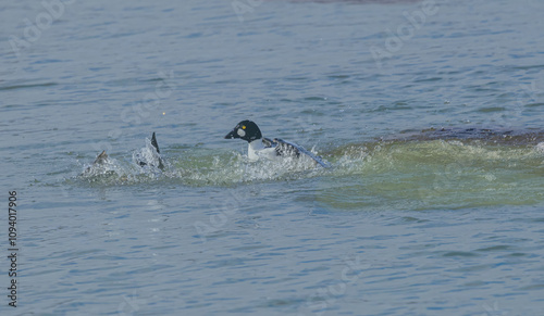 Male Goldeneye Chasing Another Goldeneye photo