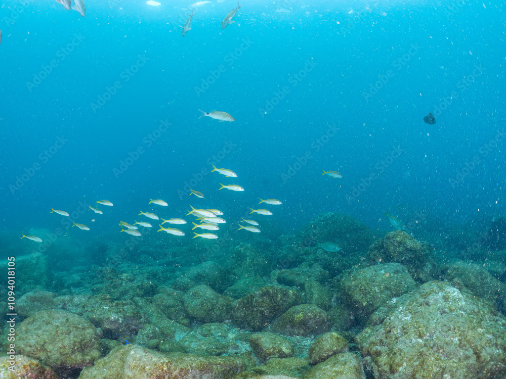 美しいアカヒメジ（ヒメジ科）他の群れ。
英名学名：Yellowfin goatfish (Mulloidichthys vanicolensis),.
静岡県伊豆半島賀茂郡南伊豆町中木ヒリゾ浜2024年
