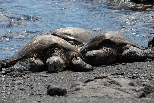 Sea turtles on the beach