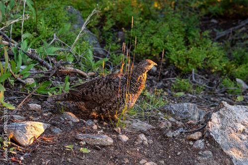 A dusky grouse foraging in a rocky forest clearing during golden hour light at sunset