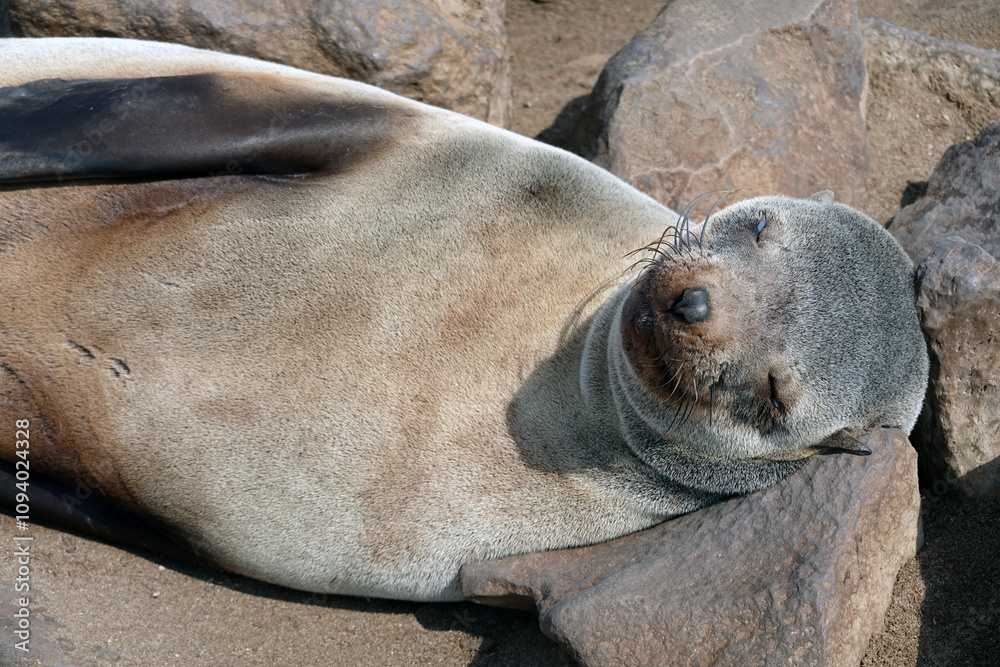 sea lion, National West Coast Recreation Area in Erongo sea lion, National West Coast Recreation Area in Erongo