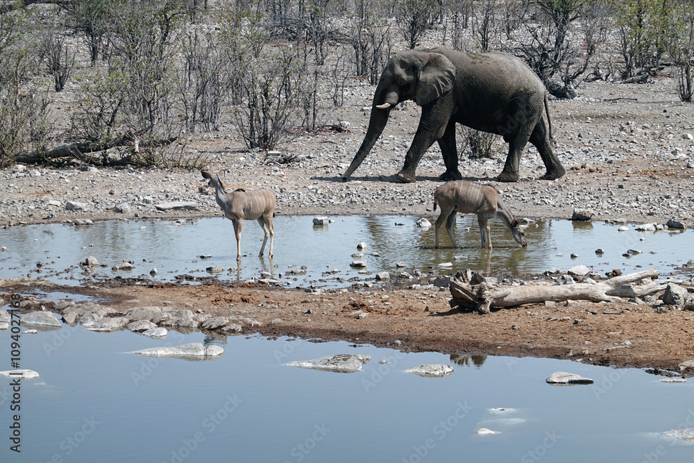 Fototapeta premium Etosha National Park, Namibia