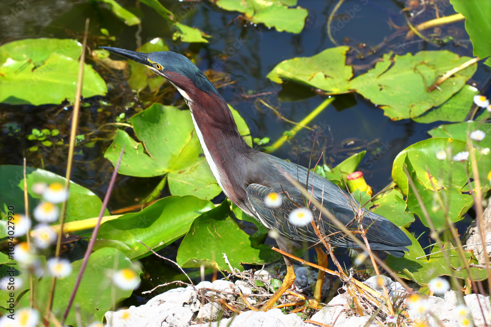 Green Heron (Butorides virescens) looks for food in the Everglades National Park of Florida Green Heron (Butorides virescens) looks for food in the Everglades National Park of Florida