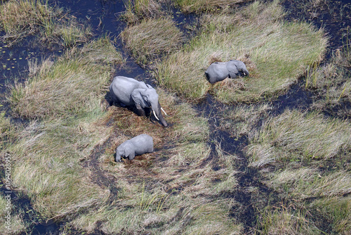 Okavango Delta in Maun, Botswana photo