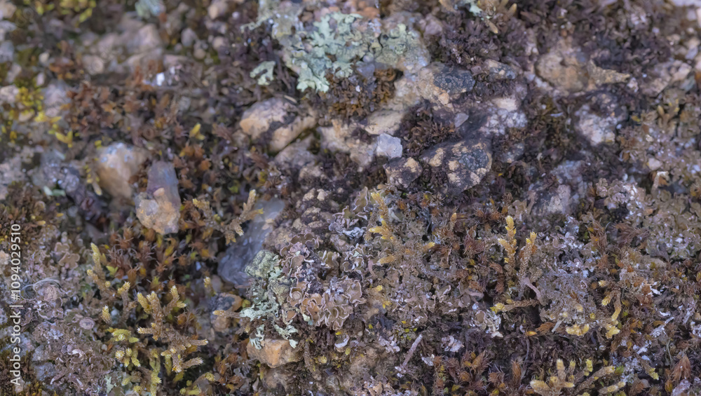 Lichen And Moss Growing Over A Stone Lichen And Moss Growing Over A Stone