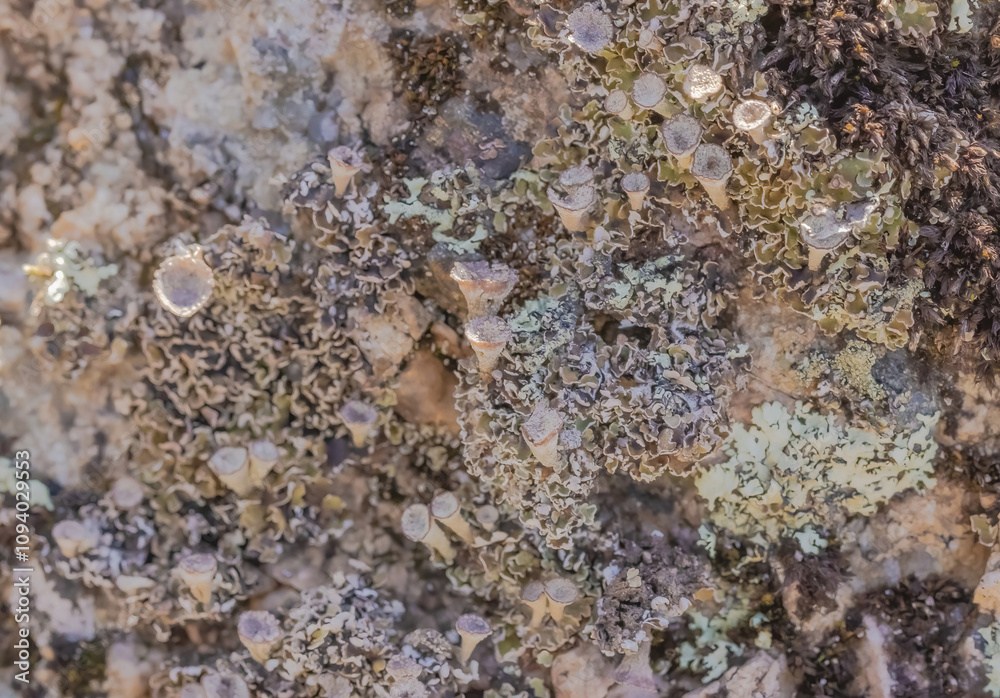 Lichen And Moss Growing Over A Stone Lichen And Moss Growing Over A Stone