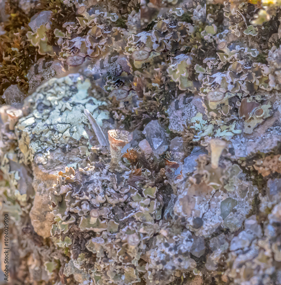 Lichen And Moss Growing Over A Stone Lichen And Moss Growing Over A Stone