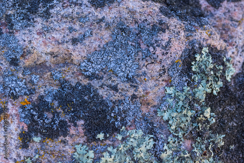 Lichen Growing Over A Stone