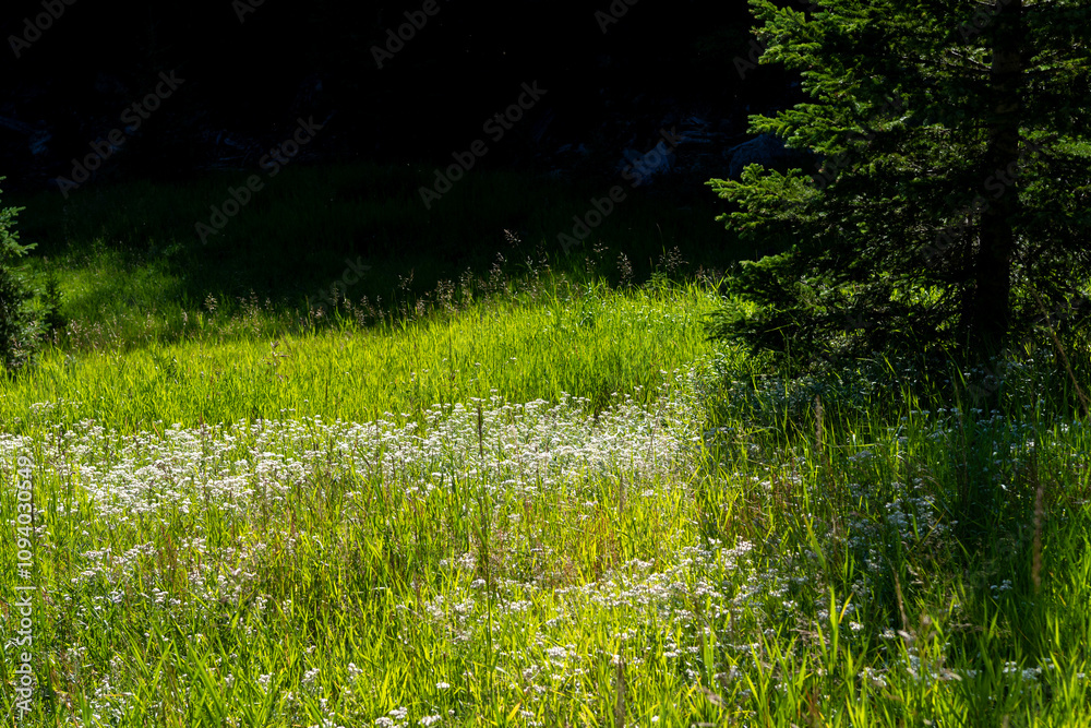 Lush green meadow adorned with wildflowers under the afternoon sun in a tranquil forest setting Lush green meadow adorned with wildflowers under the afternoon sun in a tranquil forest setting