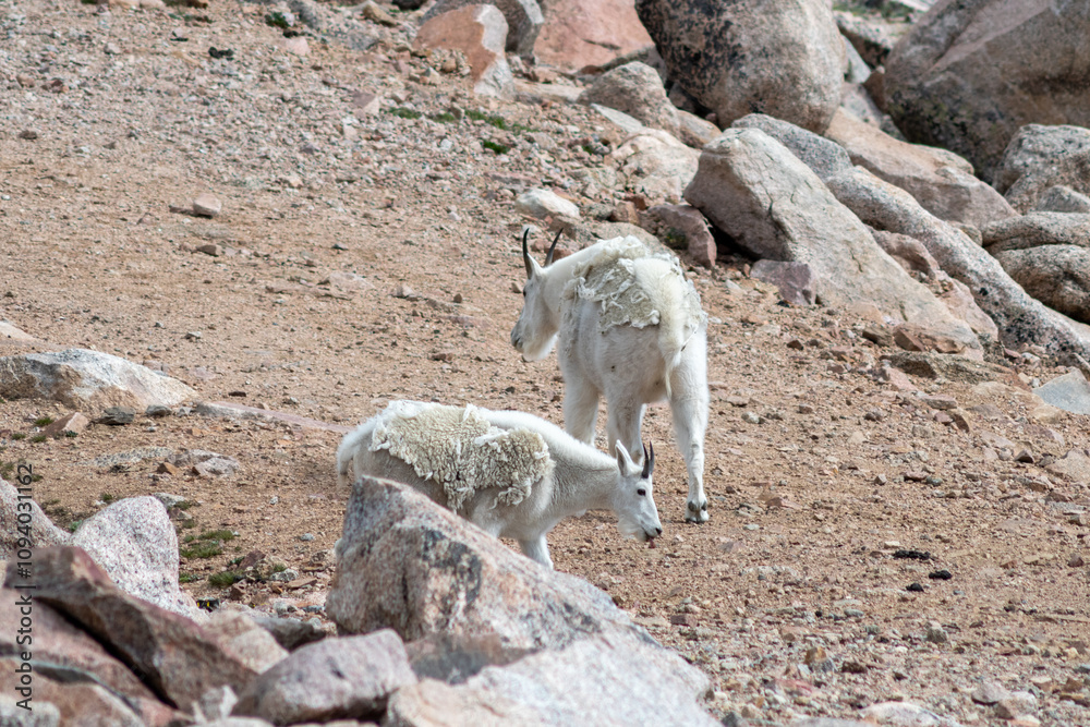 Two mountain goats wandering on rocky terrain in a remote mountain habitat, showcasing their natural behavior amidst a rugged landscape during daylight Two mountain goats wandering on rocky terrain in a remote mountain habitat, showcasing their natural behavior amidst a rugged landscape during daylight